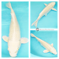 27cm Pearlescent yellow koi fish