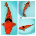 22cm Black (Sumi) on Red (Beni) koi fish
