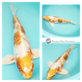 27cm Two Coloured Metallic koi fish