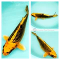 26cm kin matsuba metallic koi fish