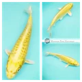 20cm Large Scale Bright Pond Koi Fish 