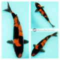 18cm Emerging Hi Utsuri Koi Fish