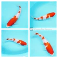 20cm developing kohaku koi
