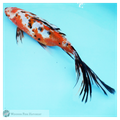 Multi Coloured Large Shubunkin Female