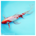 Goldfish bred at Windsor Fish Hatchery