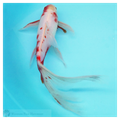 23cm Male Shubunkin long-Tail