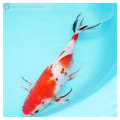 27cm Ornately Patterned Veil-Tail Shubunkin Goldfish - Female