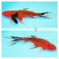 21cm black and white markings over a rich red base comet goldfish