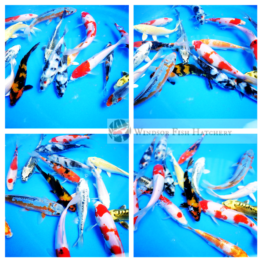 Buying Guide for Koi Fish from the breeder !   What to consider.   Easy Read