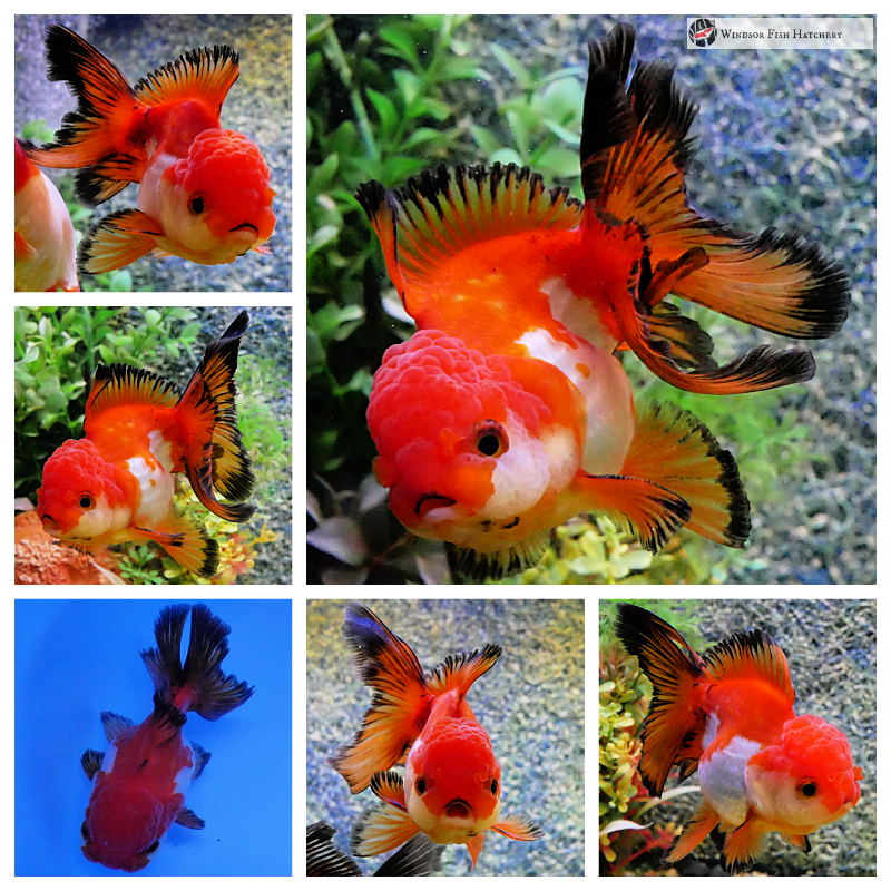 keeping ranchu goldfish