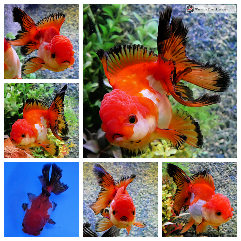 Common mistakes when keeping goldfish "Best Practices"