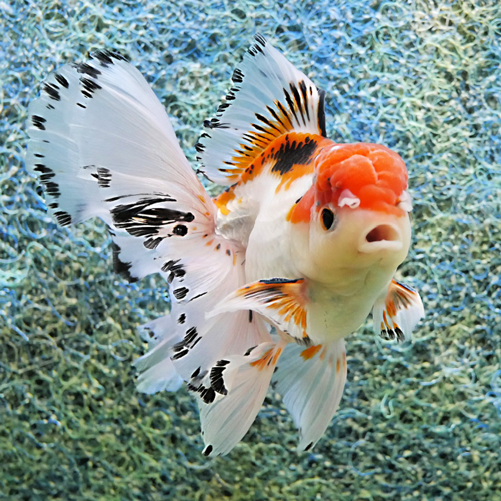 Aquarium Care & Maintenance Holiday Tips. Feeding while your away. Read On.