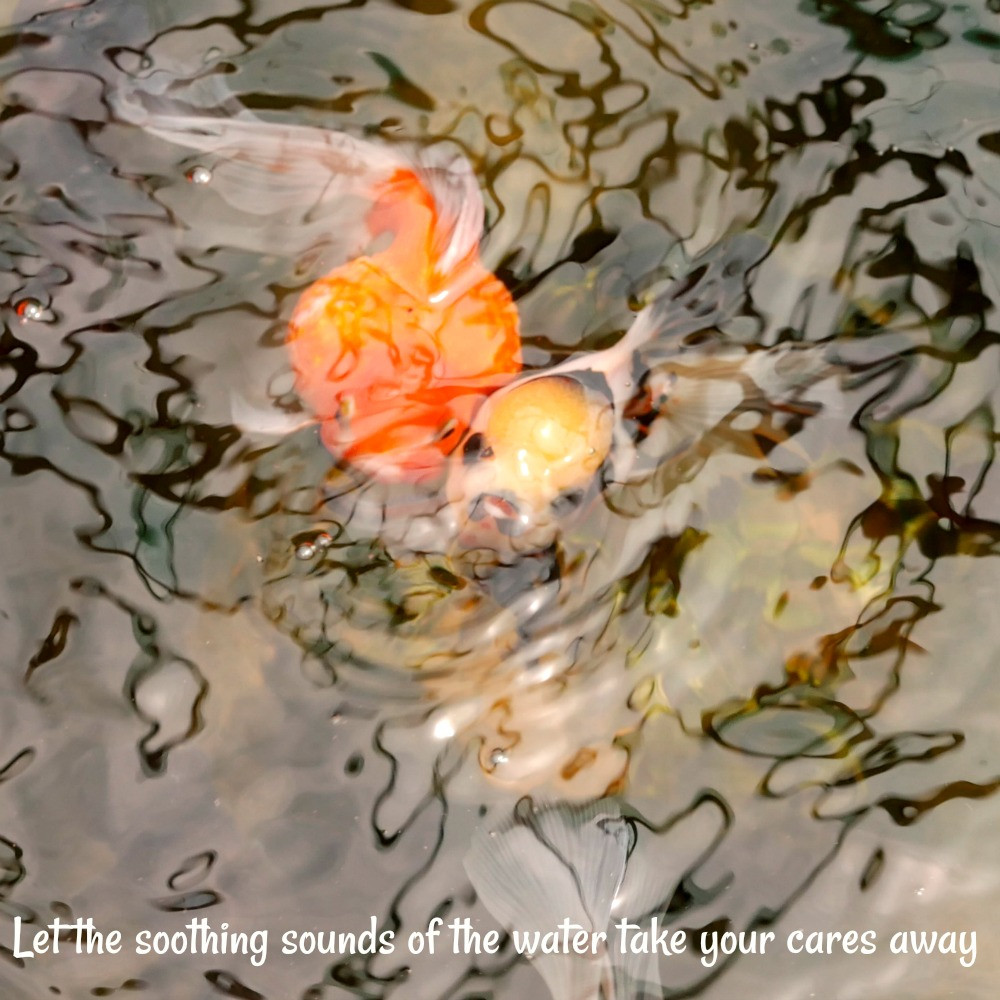 goldfish water testing kit