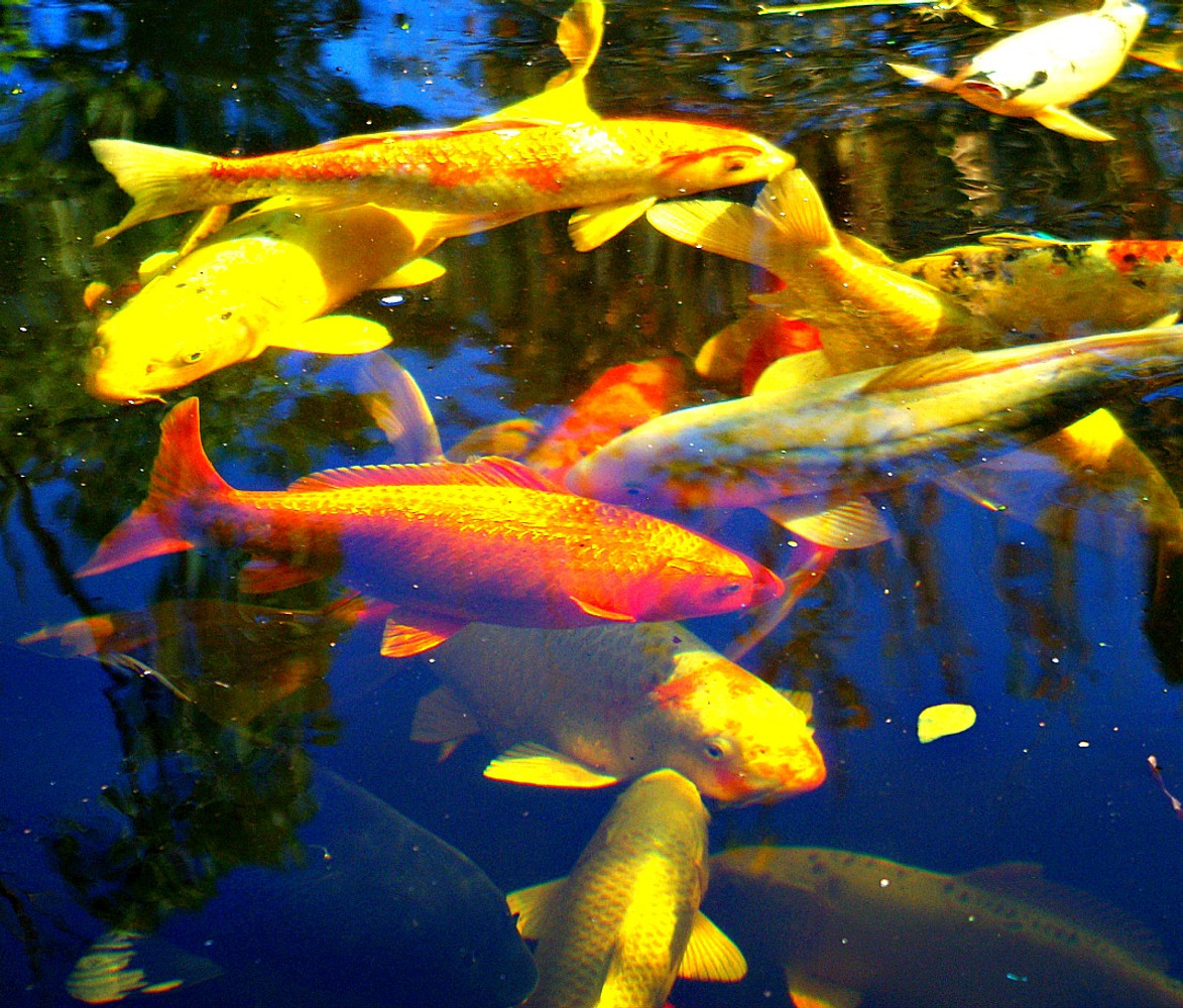  Pond fish dying in hot weather? "Fix it Now"