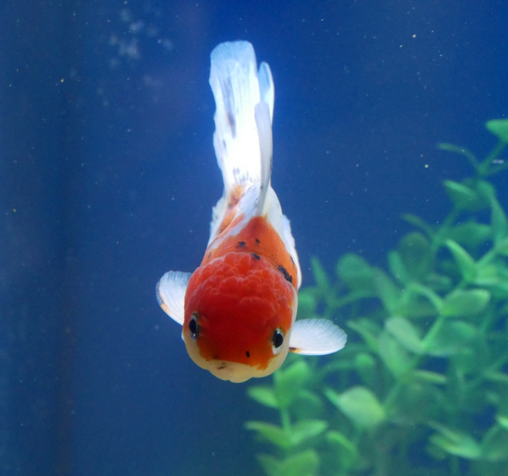 Keeping Oranda Goldfish Windsor Fish Hatchery Online