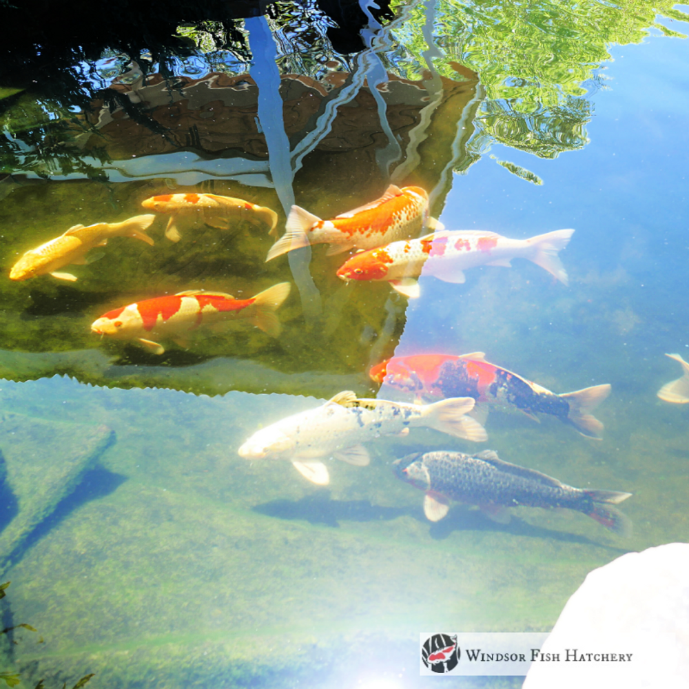 How to test freshwater quality!  What to Test &  Understanding Why. " Easy to follow"