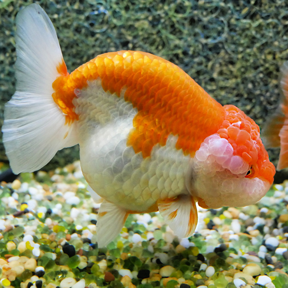 How the swim bladder works in goldfish