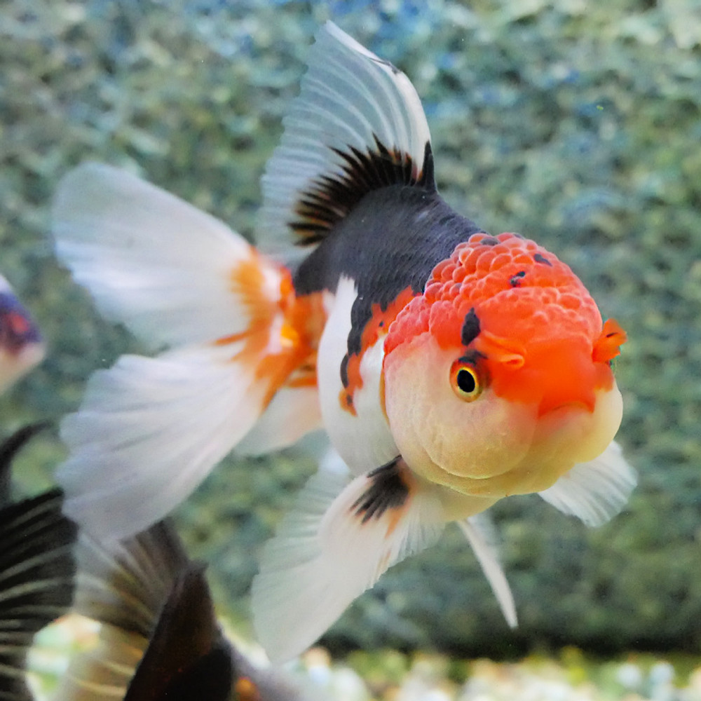 Back To Basic's for Goldfish "Setting up a new aquarium"  READ ON