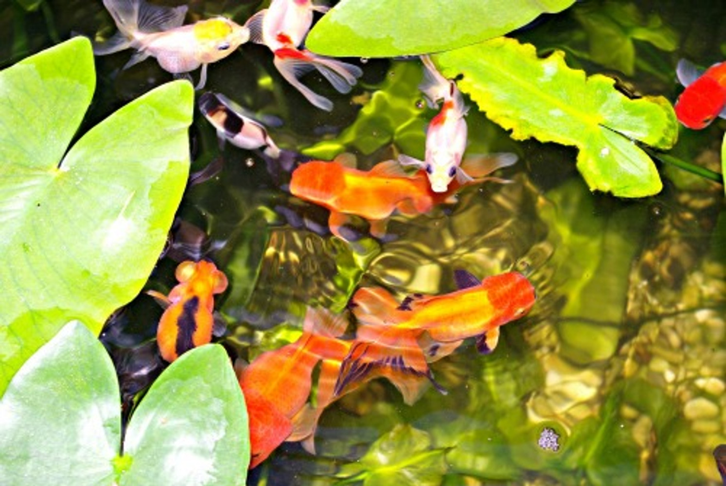 goldfish in a pond