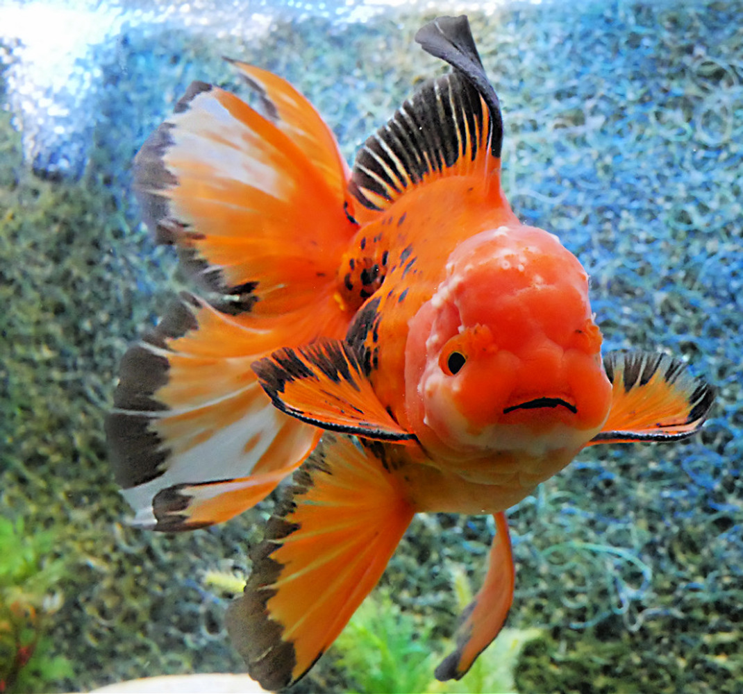 giant oranda goldfish