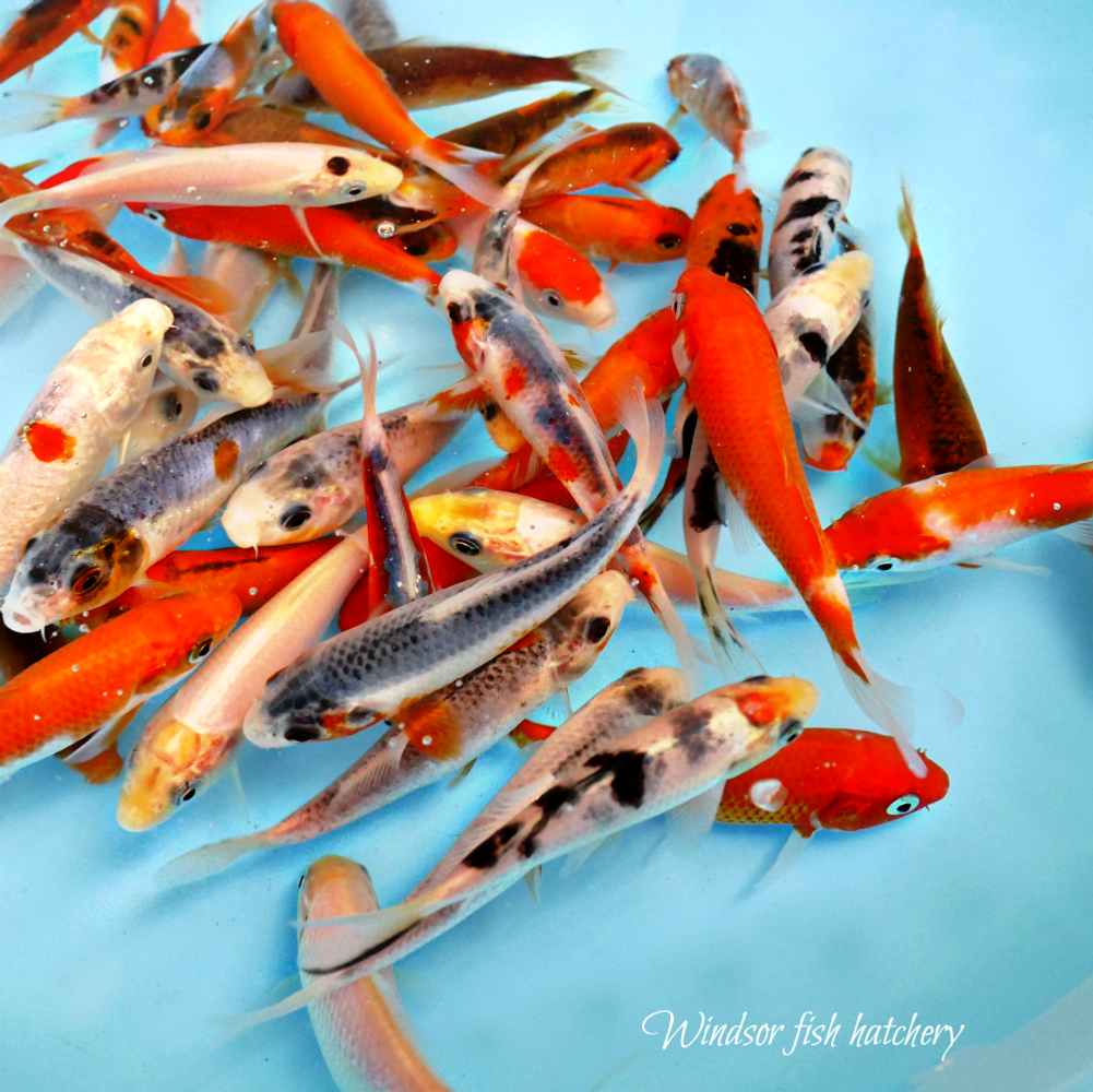 5 Facts About Koi Fish