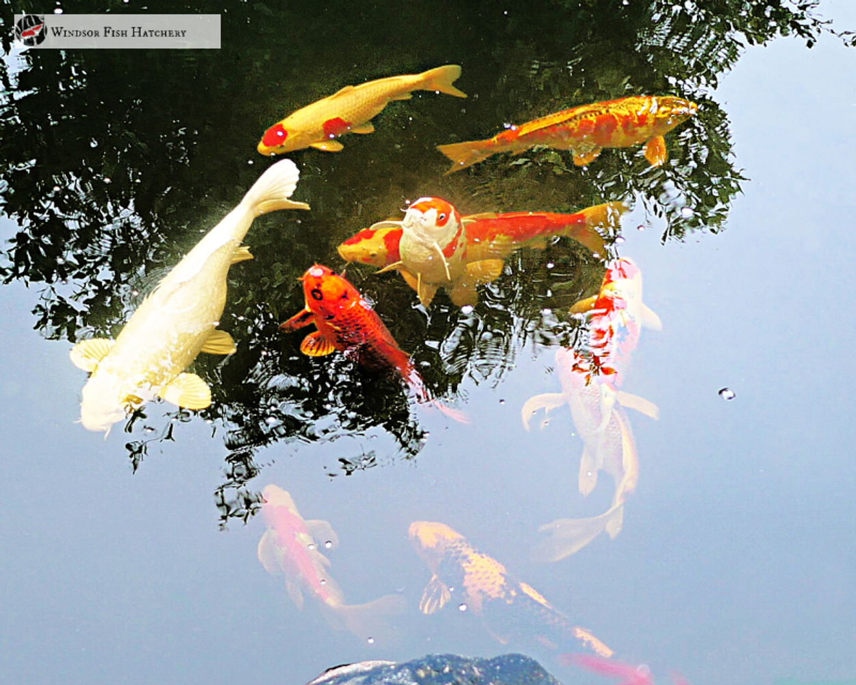 Prepare Your Pond, Aquarium & Fish B4 you go on holidays "Step by Step Guide "