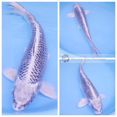 large koi for sale online