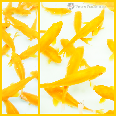 bright yellow pond fish for sale
