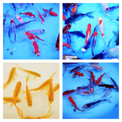 pond fish for sale