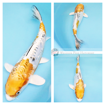 metallic golden and white hued koi with dostiu scale patterns in freshwater