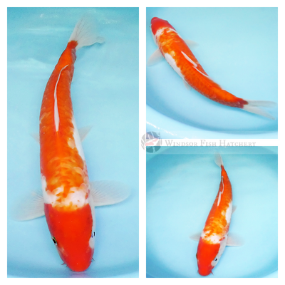 a pattern of large scales on a red and white koi fish