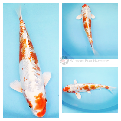 platinum hariwake koi with metallic sheen & patterned scales  