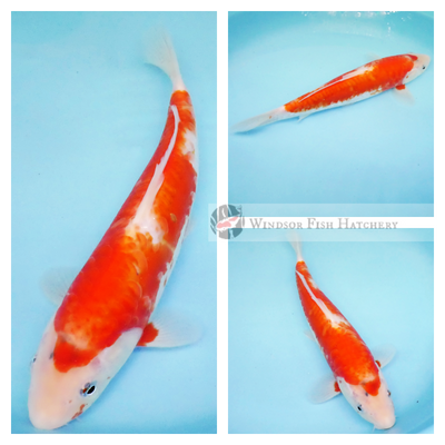 koi fish to grow even larger in your garden pond this spring