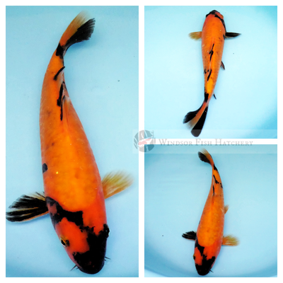 yin and yang dostiu hi utsuri koi fish