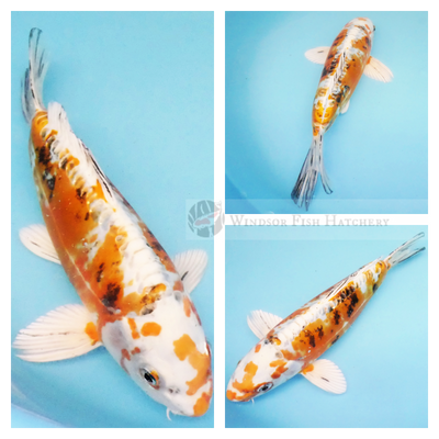 patterned head on bright white showcasing many different coloured hues on leather skin koi for sale 