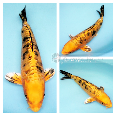  koi fish golden base with black markings, large scale patterns on leather skin swimming for sale