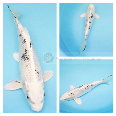 highly visible contrasting metallic koi fish for sale online