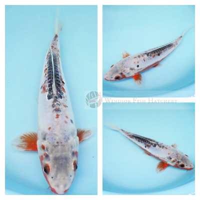 shin hana shusui autumn koi blue and red very distinctive colouring 