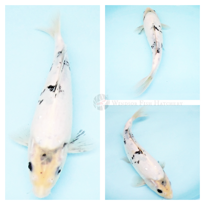 black on white koi for sale online