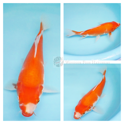 solid body red and white kohaku koi for sale online