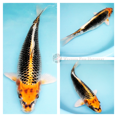 high metallic sheen, Reticulated black edges (like a net), patterning koi fish