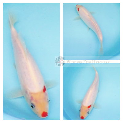 white koi fish with red small markings on shoulder and nose for sale online