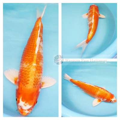two coloured metallic koi fish 