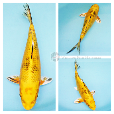 bright yellow metallic koi with Black bekko markings for your pond