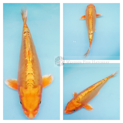 peach coloured ogon high metallic koi fish for sale online 