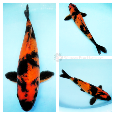black patterning on Red koi is a hi utsuri for sale on the website 
