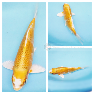 platinum and bright yellow koi to see grow in your pond