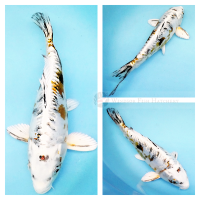 yamatoniski platinum koi with stunning coloured highlights for sale from windsor fish hatchery