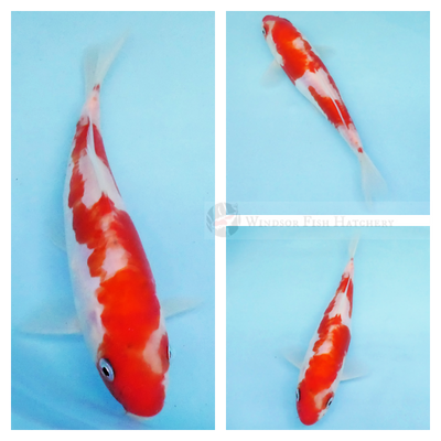 very nice red patterning on white body koi fish for sale online