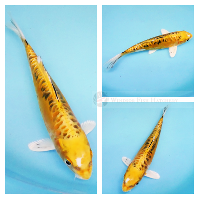 bright metallic koi leather skin with large scale pattern for sale